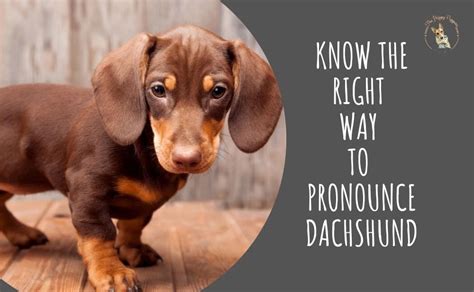 The word "dachshund" is of German origin, and the correct way to pronounce it in German is "daks-hoont". The meaning of the word is "badger dog".